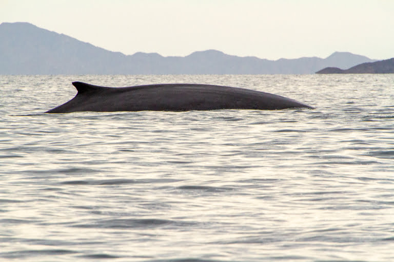 fin whale