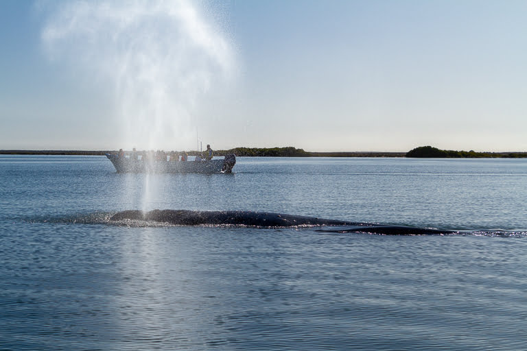 grey whale spout near panga