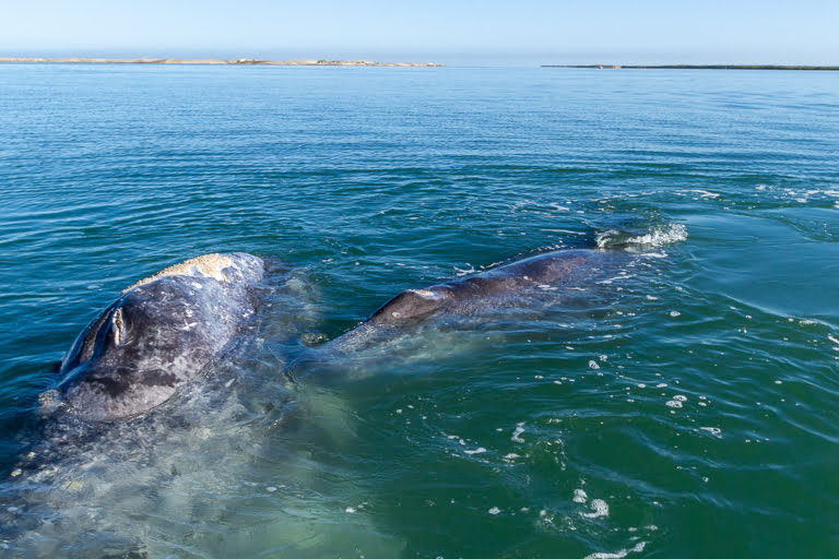 grey whale mama and calf