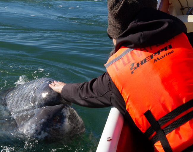 petting a grey whale