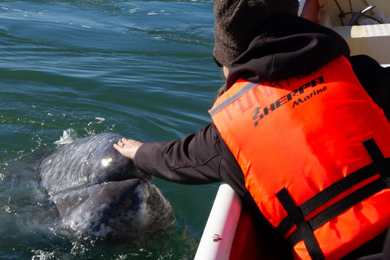 petting a grey whale