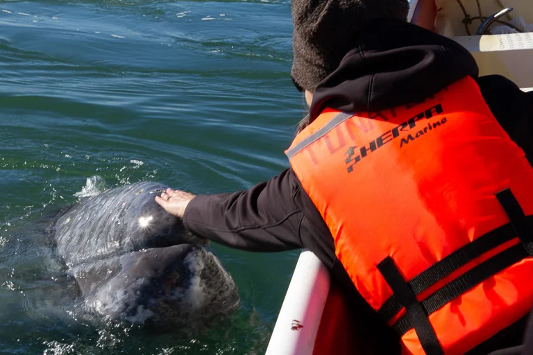 petting a grey whale