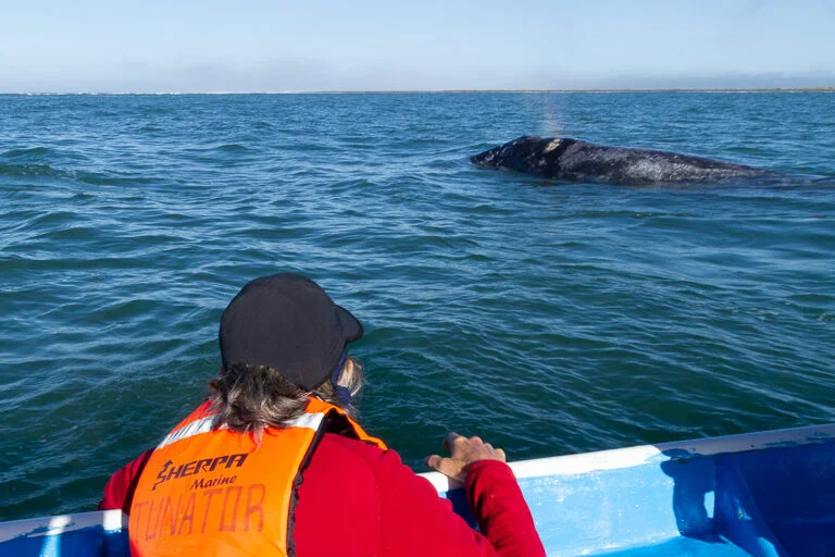 grey whale surfacing near panga