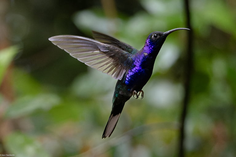 Violet sabrewing hummingbird