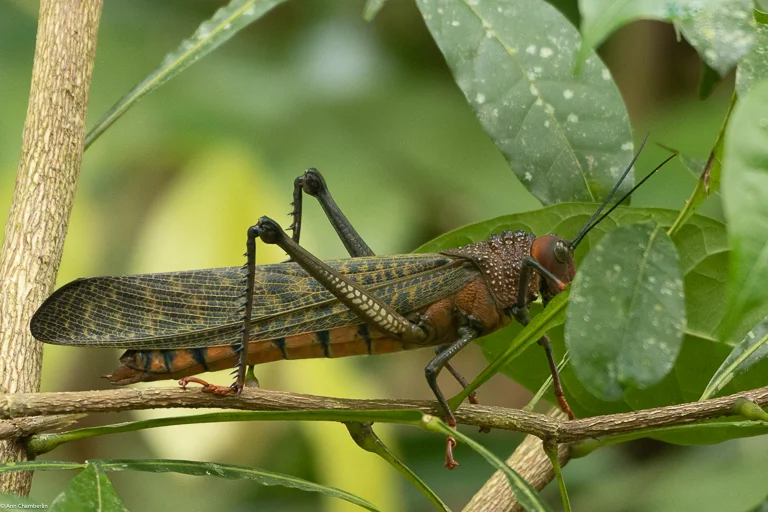 IMG_1748-blog Giant grasshopper