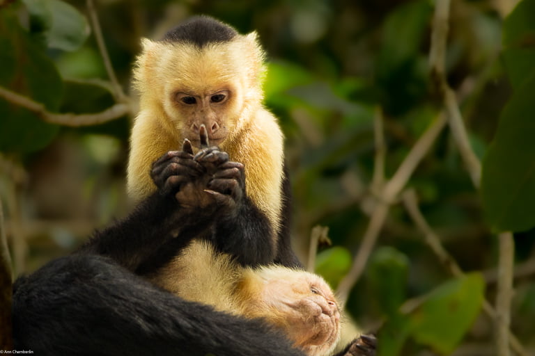 Capuchin monkeys