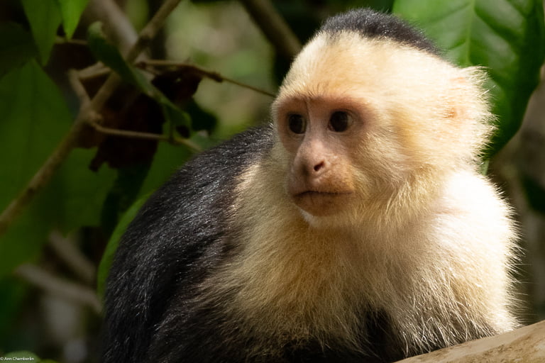 Capuchin monkey