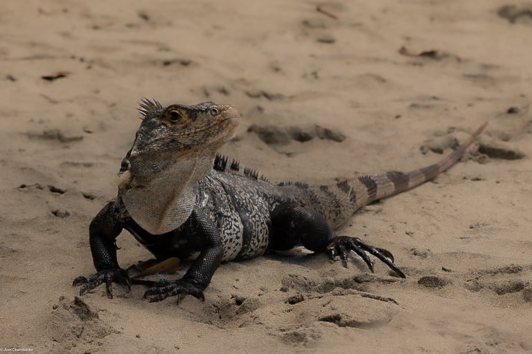 Iguana