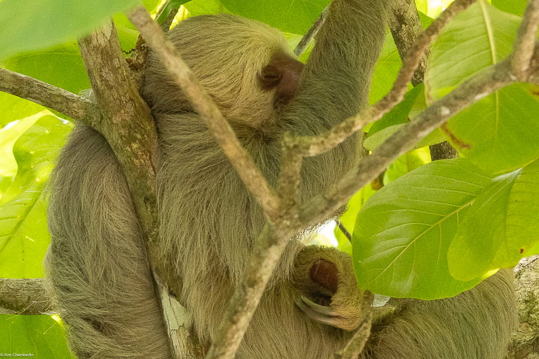 Sloth sleeping in a tree