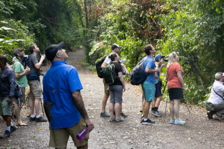 How do you find a sloth?