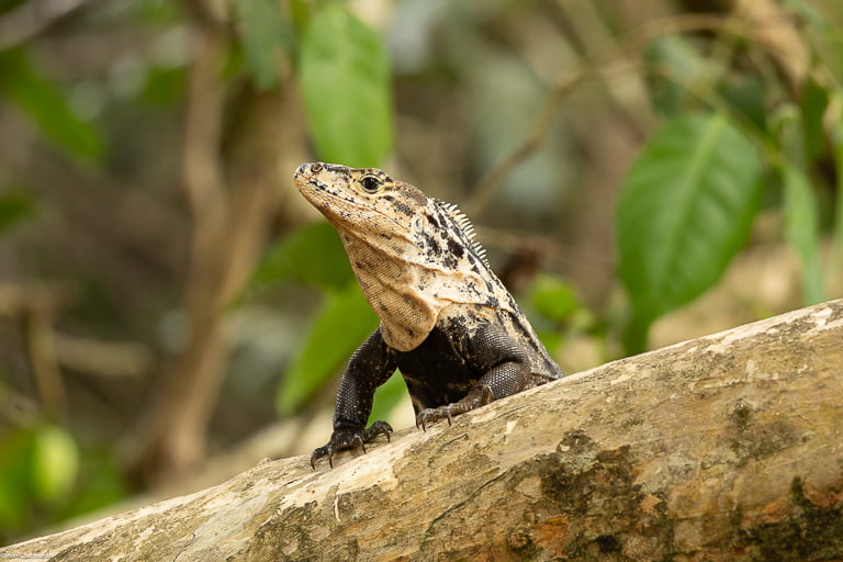 Iguana