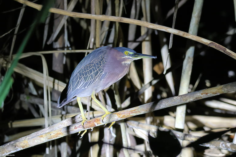 Green heron