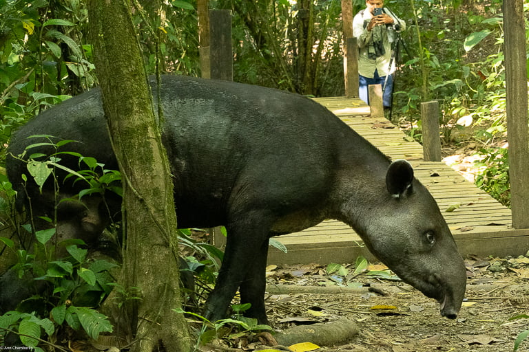 Baird’s tapir