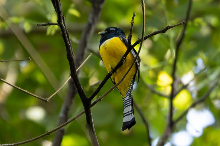 Gartered trogon