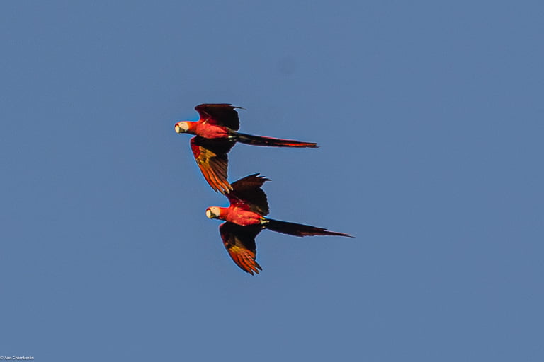 Scarlet macaws