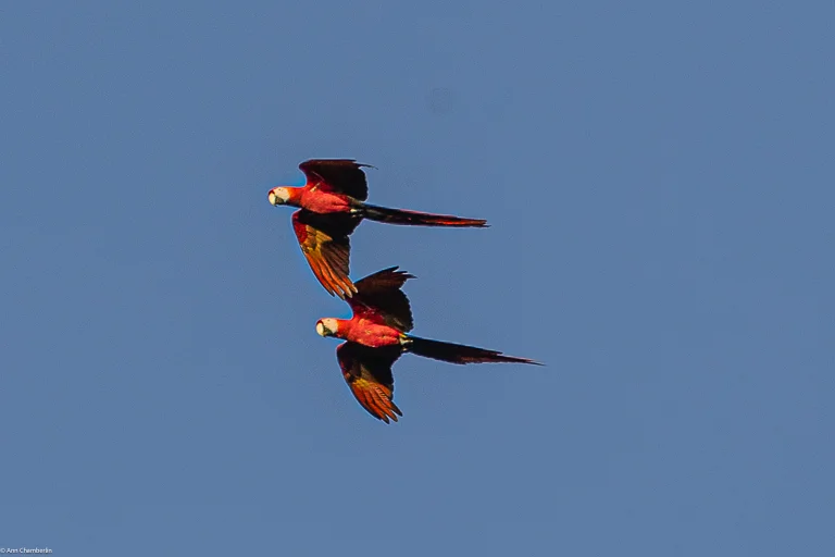 Scarlet macaws