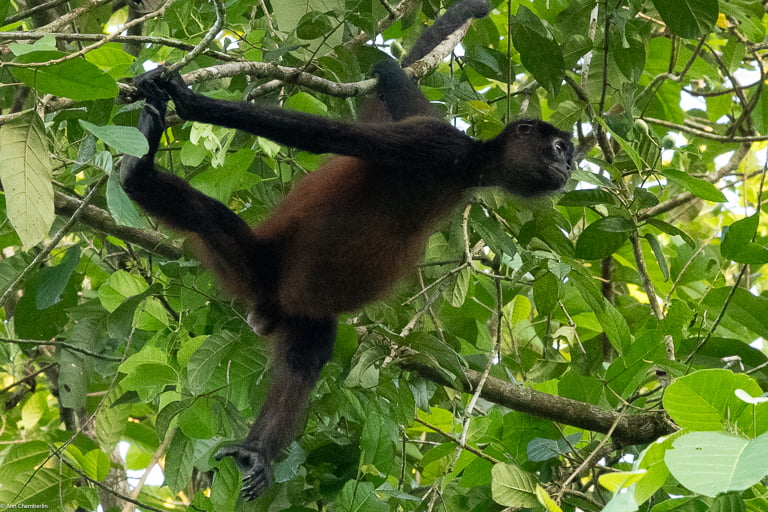 Spider monkey