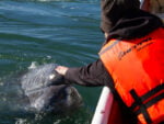 petting a grey whale