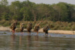 Local villagers carrying wood back to their homes