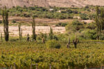 Cactus growing amongst the wine grapes
