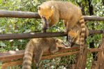 Coatis