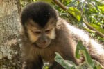 Capuchin monkey